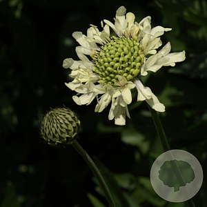 Cephalaria alpina GM P9
