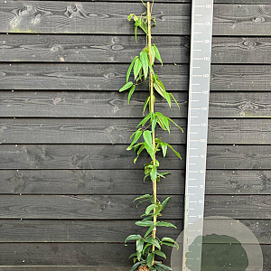 Clematis arm. 'Apple Blossom' 150-175 cm vierkant rond 5,5L