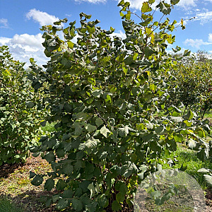 Corylus avellana 175-200 cm draadkluit struik op Stam