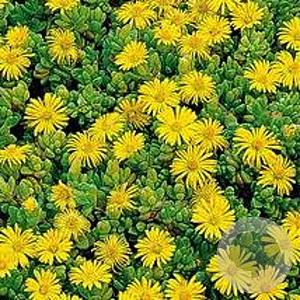 Delosperma congestum GM P9