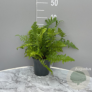 Dryopteris filix-mas GM 2,0L