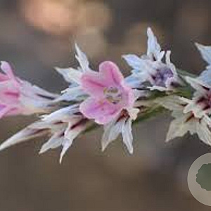 Goniolimon tataricum GM P9