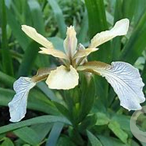 Iris foetidissima 'Fructo Albo' GM P9