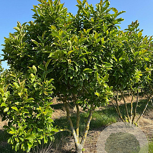 Magnolia 'Susan' 175-200 cm draadkluit meerstammig 200-250 diameter