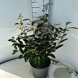 Elaeagnus ebbingei 60-80 cm 5,0L