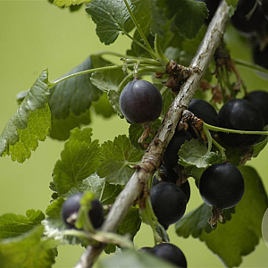 Ribes Jostaberry GM C1.3