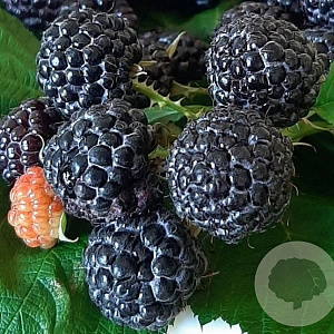 Rubus idaeus 'Black Jewel' GM C1.3