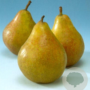Pyrus c. 'Gieser Wildeman' halfstam 7,5L