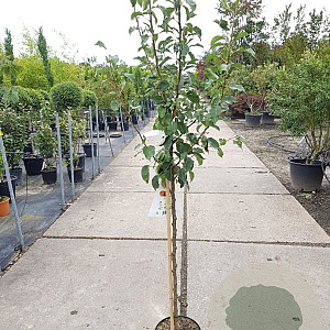 Pyrus c. 'Gieser Wildeman' halfstam 7,5L