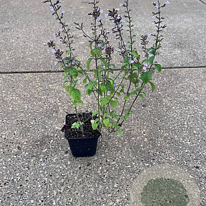 Calamintha n. 'Blue Cloud' GM P9