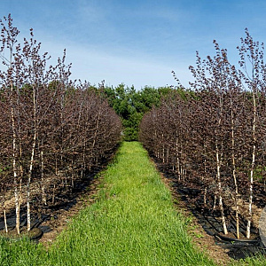 Betula Royal Frost 200-250 cm draadkluit meerstammig