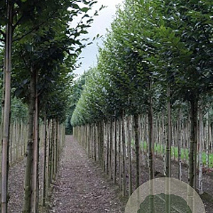 Carpinus bet. 'Fastigiata' 12-14 HO draadkluit