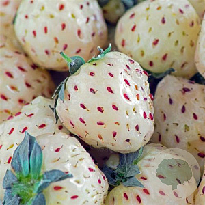 Fragaria ananassa 'Springberry' GM P9