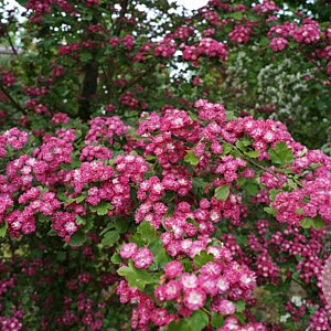 Crataegus laev. 'Paul's Sc. Hamlet' 10-12 HO draadkluit
