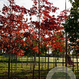 Fraxinus amer. 'Autumn Purple' 14-16 HO draadkluit