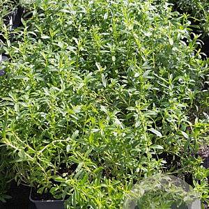 Satureja montana 'Aromakissen' GM P9