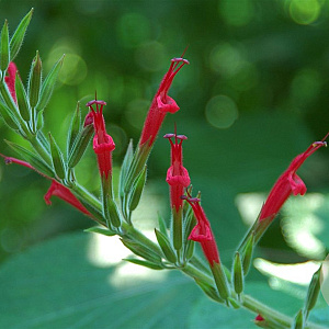 Salvia elegans 'Ananassalbei' GM P9