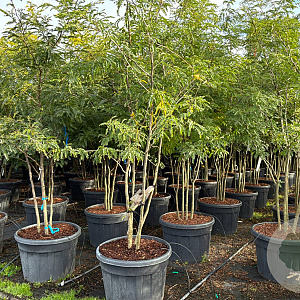Gleditsia triacanthos inermis 250-300 cm cont. 110L meerstammig
