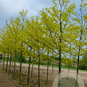 Gleditsia triac. Spectrum 200-250 cm draadkluit Multistam