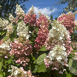 Hydrangea pan. Pinky Winky 125-150 cm cont. 70L meerstammig solitair