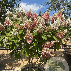 Hydrangea pan. Pinky Winky 125-150 cm cont. 70L meerstammig solitair