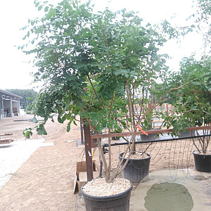Koelreuteria paniculata 200-250 cm cont. 110L MPS