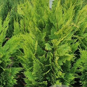 Chamaecyparis l. 'Ivonne' 80-100 cm met kluit