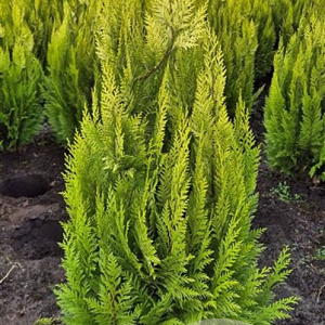 Chamaecyparis l. 'Ivonne' 80-100 cm met kluit