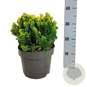 Chamaecyparis o. 'Meroki Twin' 20-25 cm