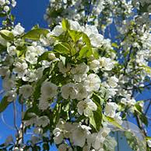 Malus baccata 12-14 HO draadkluit