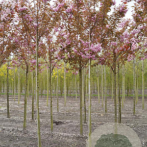 Prunus ser. 'Kanzan' 14-16 HO draadkluit onder vered.