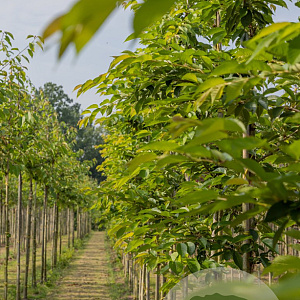 Prunus yedoensis 14-16 HO draadkluit