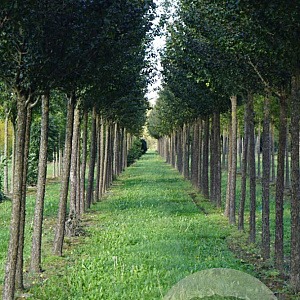 Pyrus c. 'Beech Hill' 20-25 HO draadkluit
