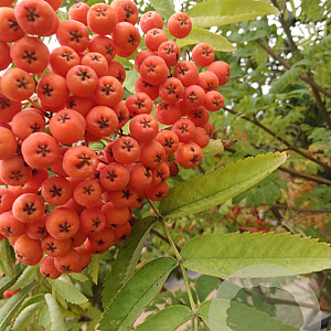 Sorbus aucuparia 200-250 cm cont. 70L meerstammig