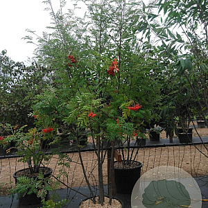 Sorbus aucuparia 200-250 cm cont. 70L meerstammig