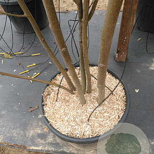 Sorbus aucuparia 200-250 cm cont. 70L meerstammig