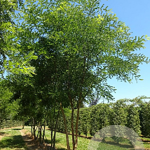 Styphnolobium japonicum 450-500 cm draadkluit meerstammig