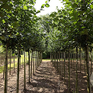 Ulmus 'Dodoens' 16-18 HO draadkluit