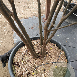 Zelkova serrata 200-250 cm cont. 110L MPS
