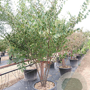 Zelkova serrata 200-250 cm cont. 110L MPS