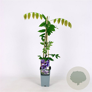 Wisteria brach. 'Okayama' 70 cm 2,0L