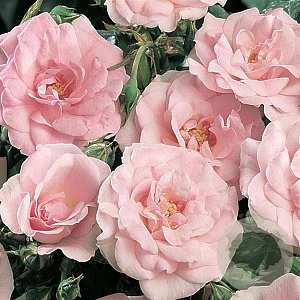 Rosa (H) Pearl Mirato GM C1.3