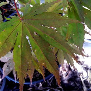 Acer pal. 'Toshi' 125-150 cm 20L