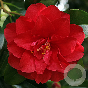 Camellia j. 'Ace of Hearts' 125-150 cm 20L