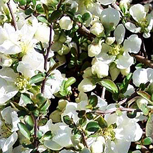 Chaenomeles sup. 'Jet Trail' 100-125 cm 20L 3 stok