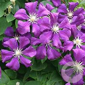 Clematis 'Etoile Violette' 175-200 cm 20L 3 stok