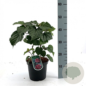 Clerodendrum bungei 80-100 cm 20L