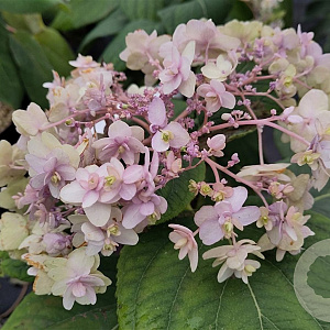 Hydrangea involuc. 'Yohraku-tama' 80-100 cm 20L
