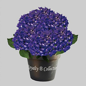 Hydrangea m. Baby Blue 80-100 cm 20L