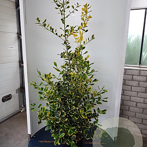 Ilex altacl. 'Golden King' 125-150 cm 20L
